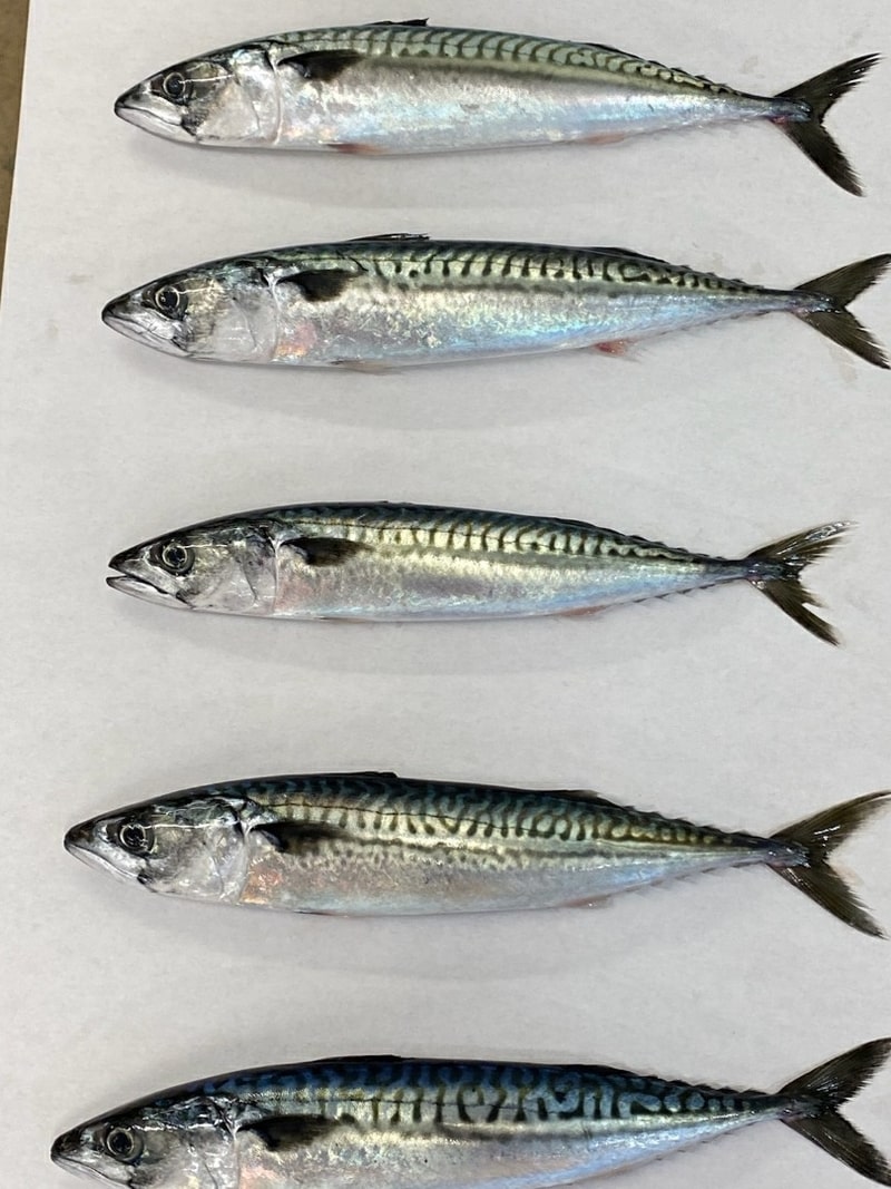 Atlantic Mackerel Frozen & Live Bait For Sale Can Am Bait